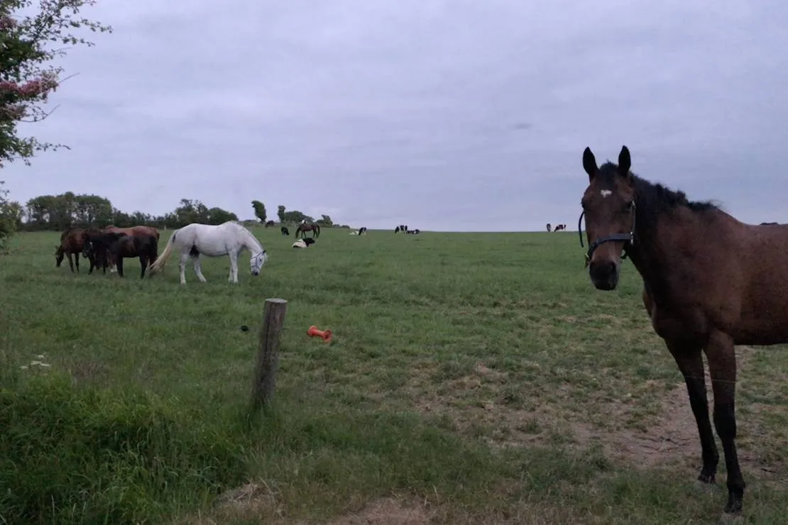 roches-campsite-clonmines-wellingtonbridge-nccyu