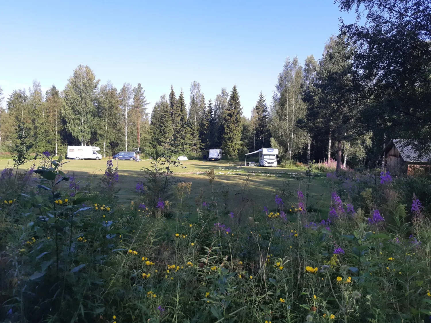 wildlife-sweden-camp-angra-karbole-qqpik