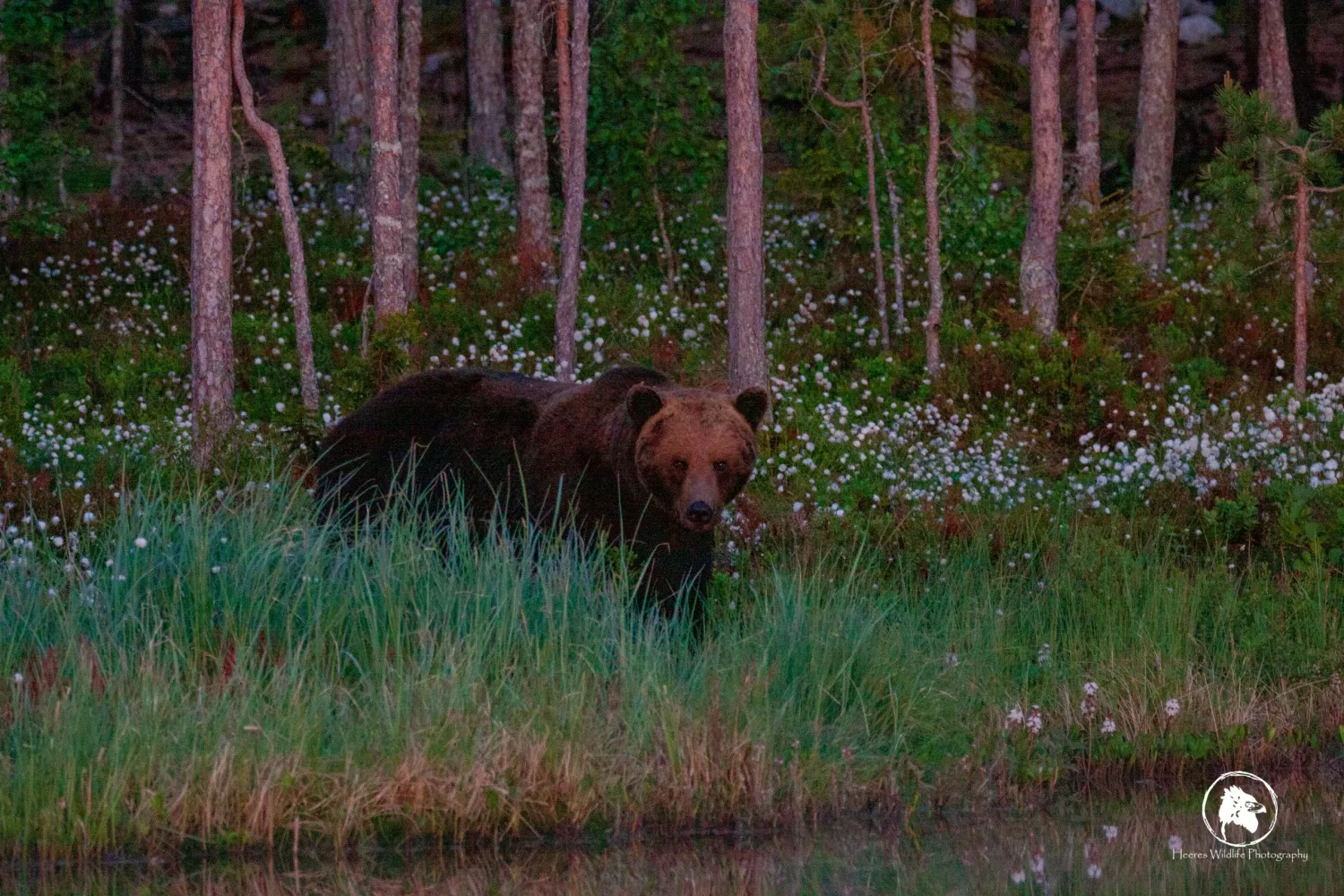 wildlife-sweden-camp-angra-karbole-tjbmh