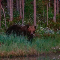 wildlife-sweden-camp-angra-karbole-tjbmh