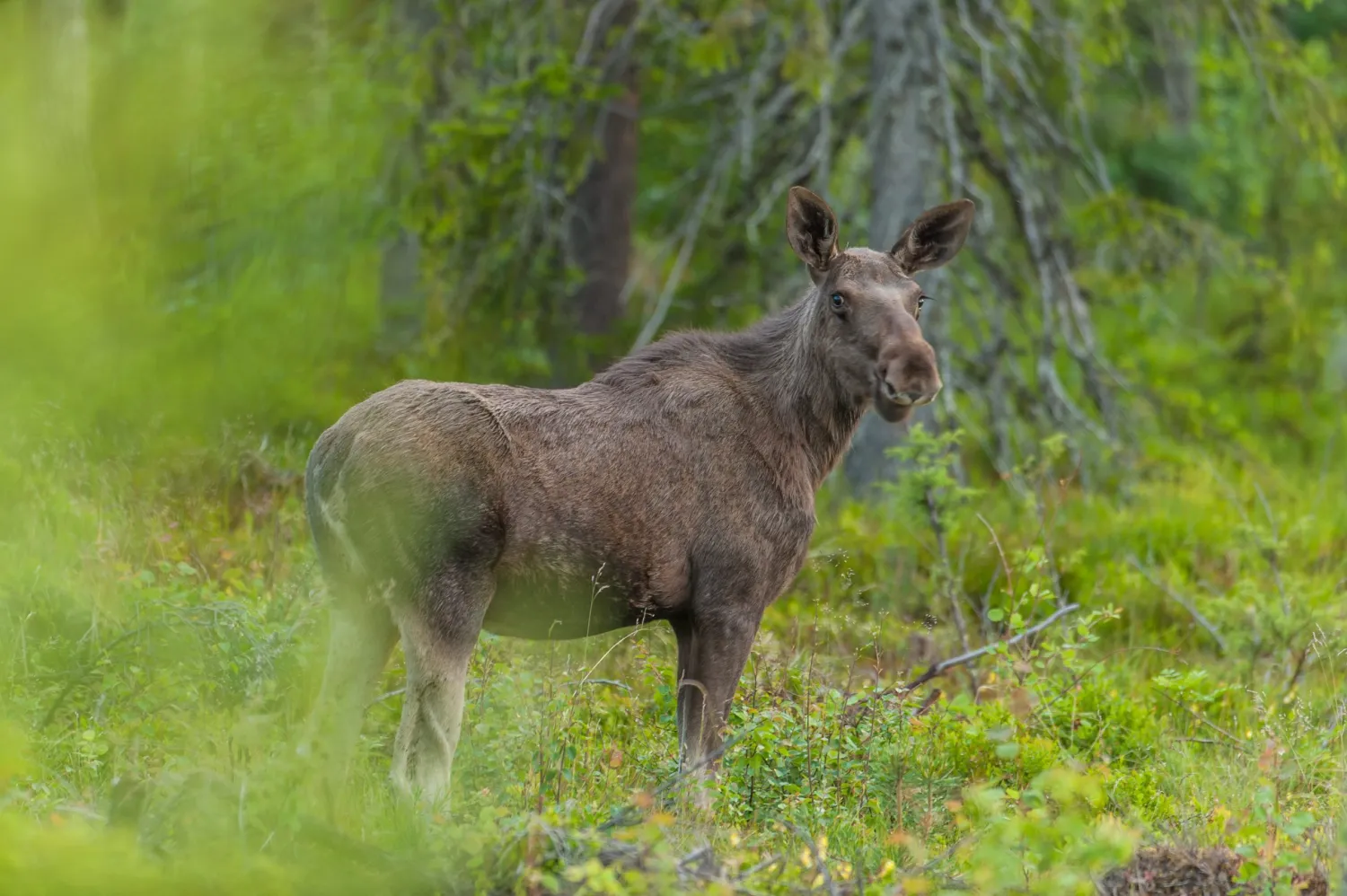 wildlife-sweden-camp-angra-karbole-ylfga