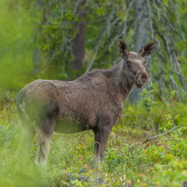 wildlife-sweden-camp-angra-karbole-ylfga