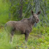 wildlife-sweden-camp-angra-karbole-ylfga