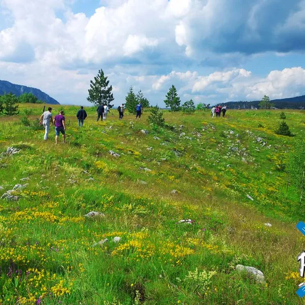 camp-sastavci-pluzine-vwlmc