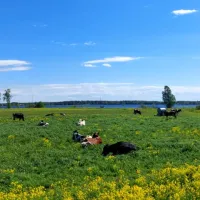 kuusaa-jokelan-kylatalo-eurola-haapajarvi-dzrup