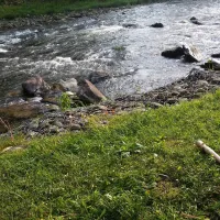 Yogi in the Smokies