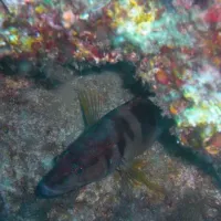 can-marti-tossa-de-mar-jpxal