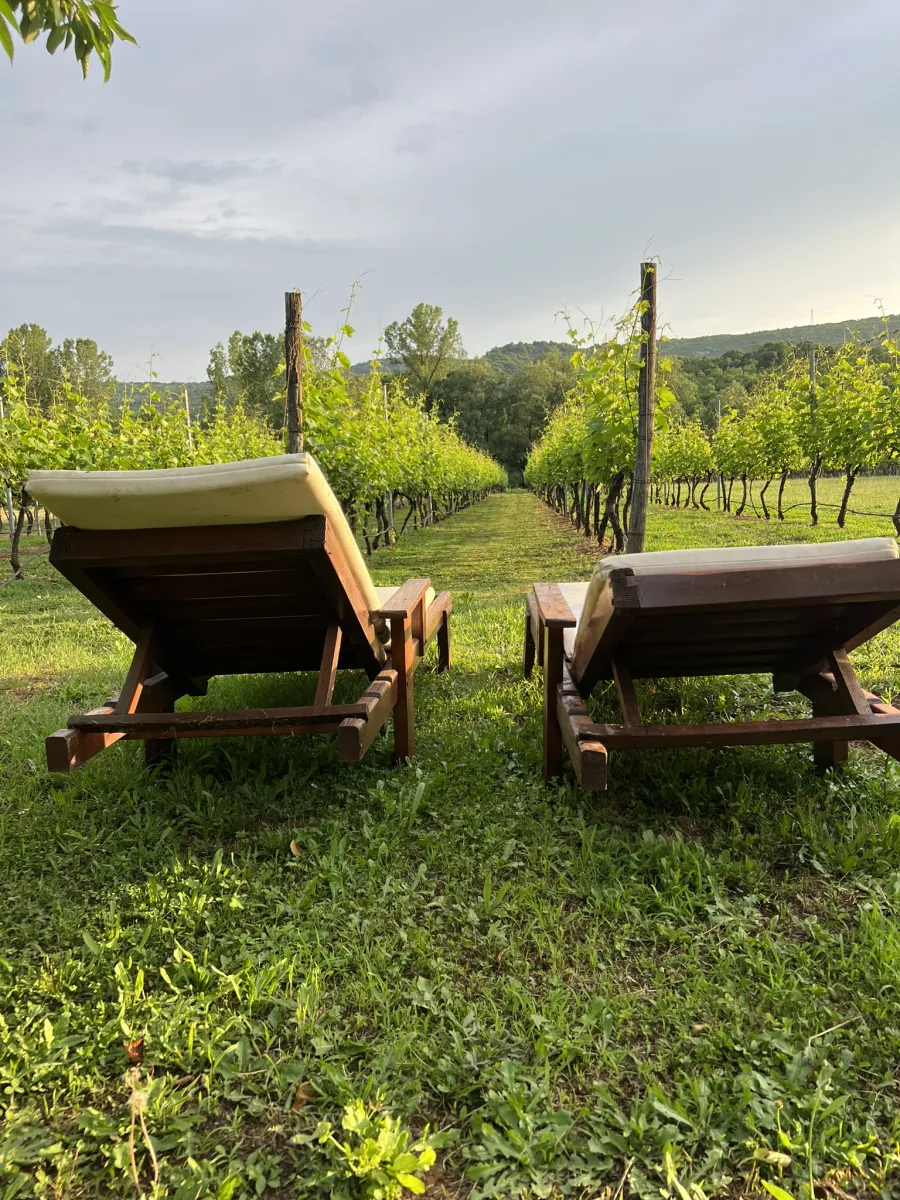 purple-eye-estate-camp-winery-jokas-daniovgrad-4qxhc