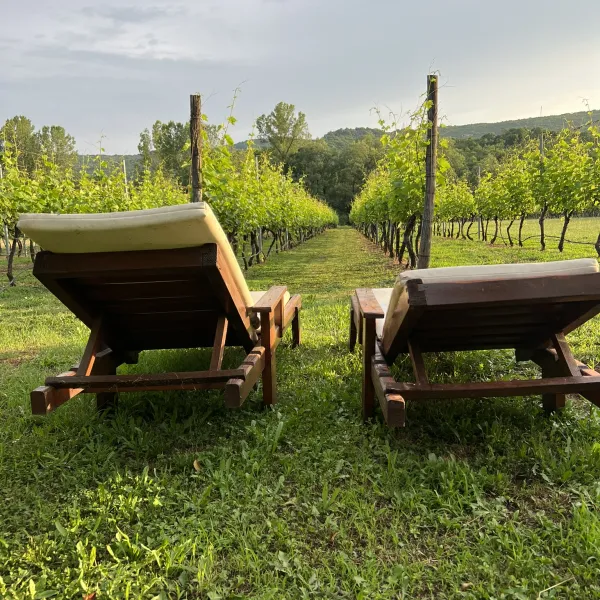 purple-eye-estate-camp-winery-jokas-daniovgrad-4qxhc