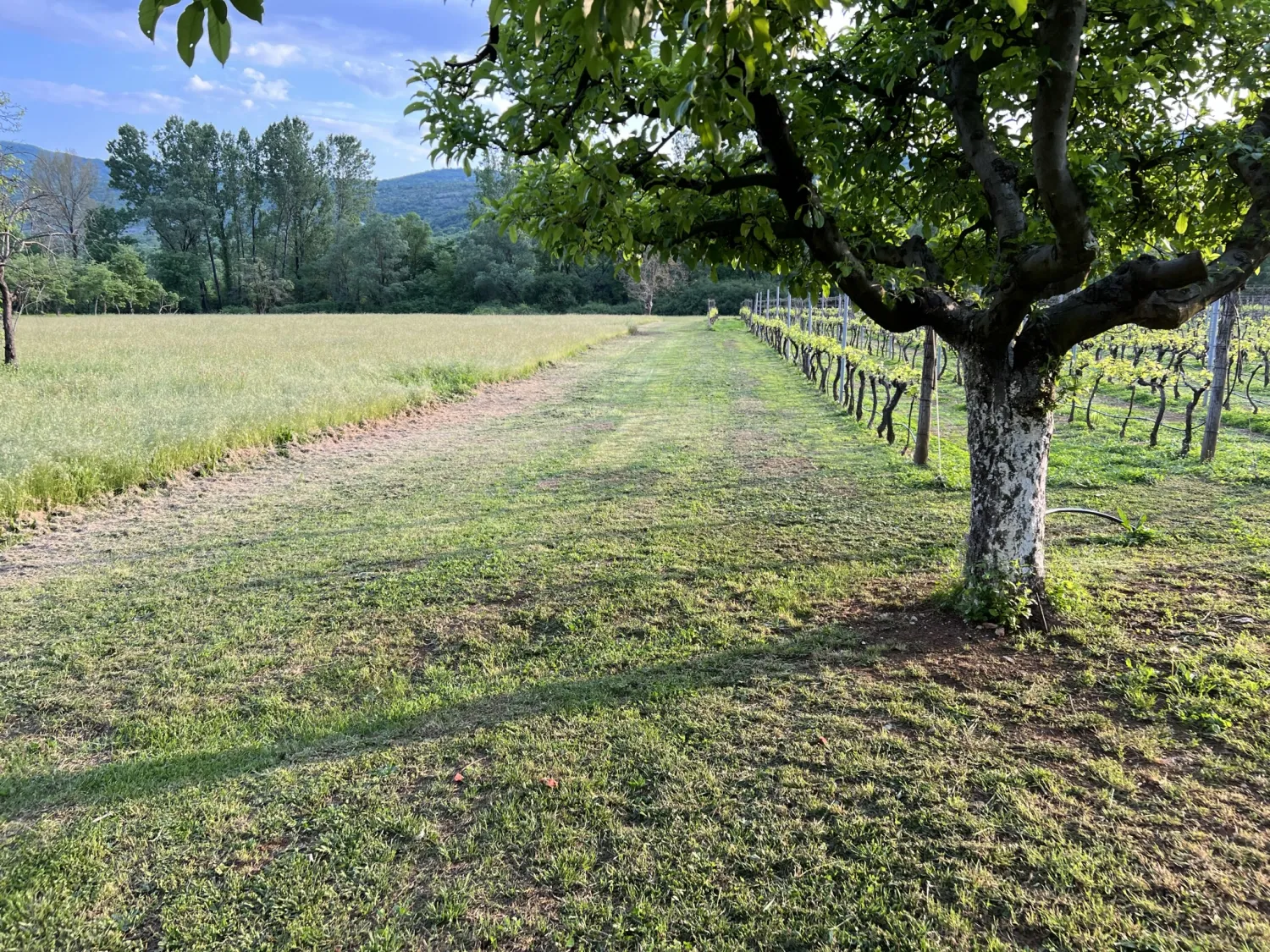 purple-eye-estate-camp-winery-jokas-daniovgrad-hytih