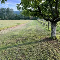 purple-eye-estate-camp-winery-jokas-daniovgrad-hytih