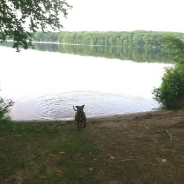 Lake Williams Campground