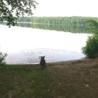 Lake Williams Campground