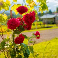 olspur-camping-eibiswald-gzuuk