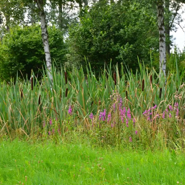 natur-und-freizeiterlebnis-teichcamp-grosshartmannsdorf-7wj1x