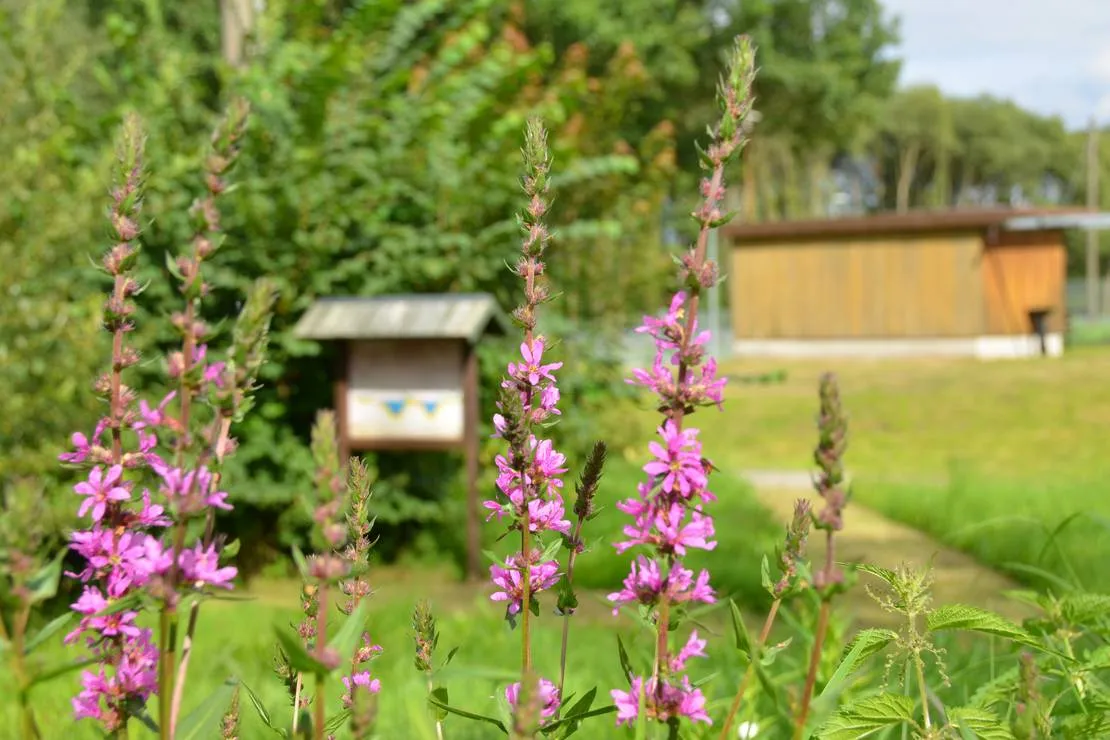 natur-und-freizeiterlebnis-teichcamp-grosshartmannsdorf-mxytr