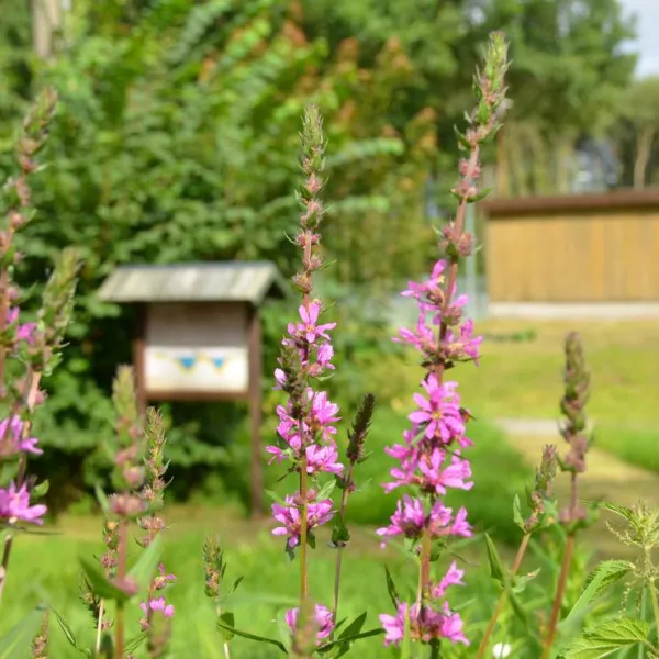 natur-und-freizeiterlebnis-teichcamp-grosshartmannsdorf-mxytr