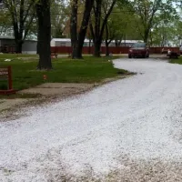 Red Maples