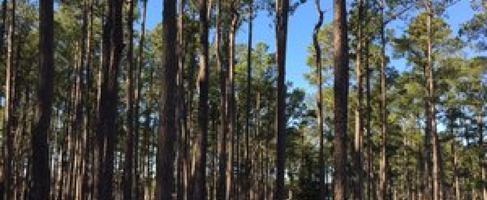 Tall Pines Harbor Waterfront Campground