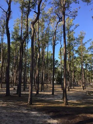 tall-pines-harbor-waterfront-campground-temperanceville-ssq1w
