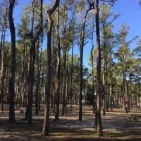 tall-pines-harbor-waterfront-campground-temperanceville-ssq1w