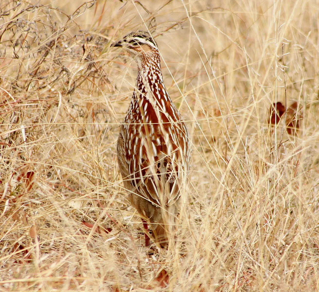 stevensford-game-reserve-bdb1a