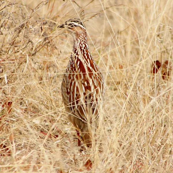 stevensford-game-reserve-bdb1a