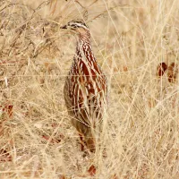 stevensford-game-reserve-bdb1a