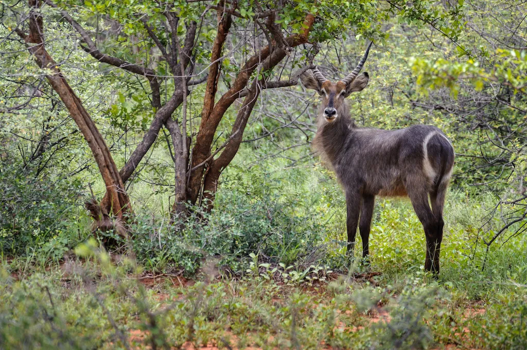 stevensford-game-reserve-g0h8s
