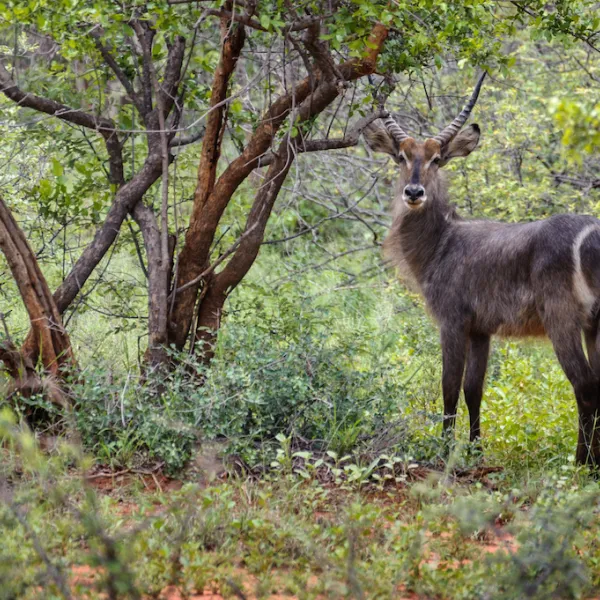 stevensford-game-reserve-g0h8s
