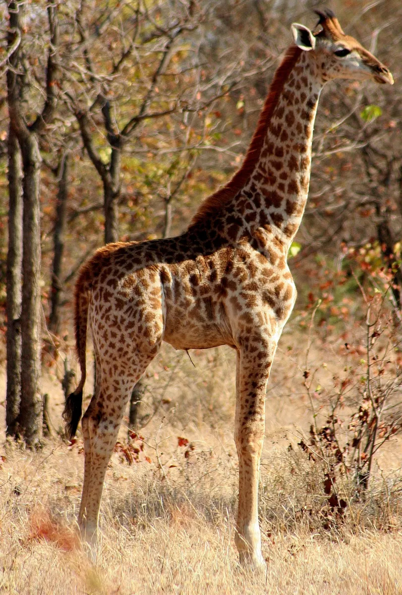 stevensford-game-reserve-h1f4e