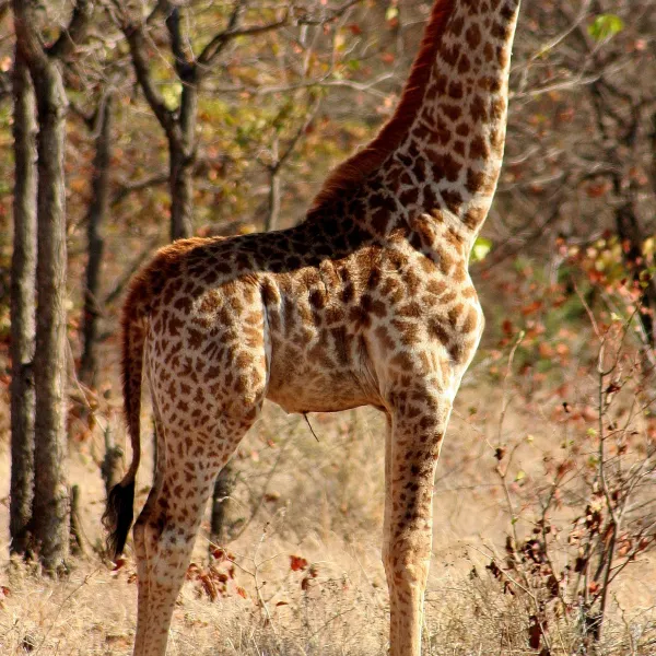 stevensford-game-reserve-h1f4e