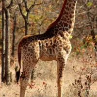 stevensford-game-reserve-h1f4e