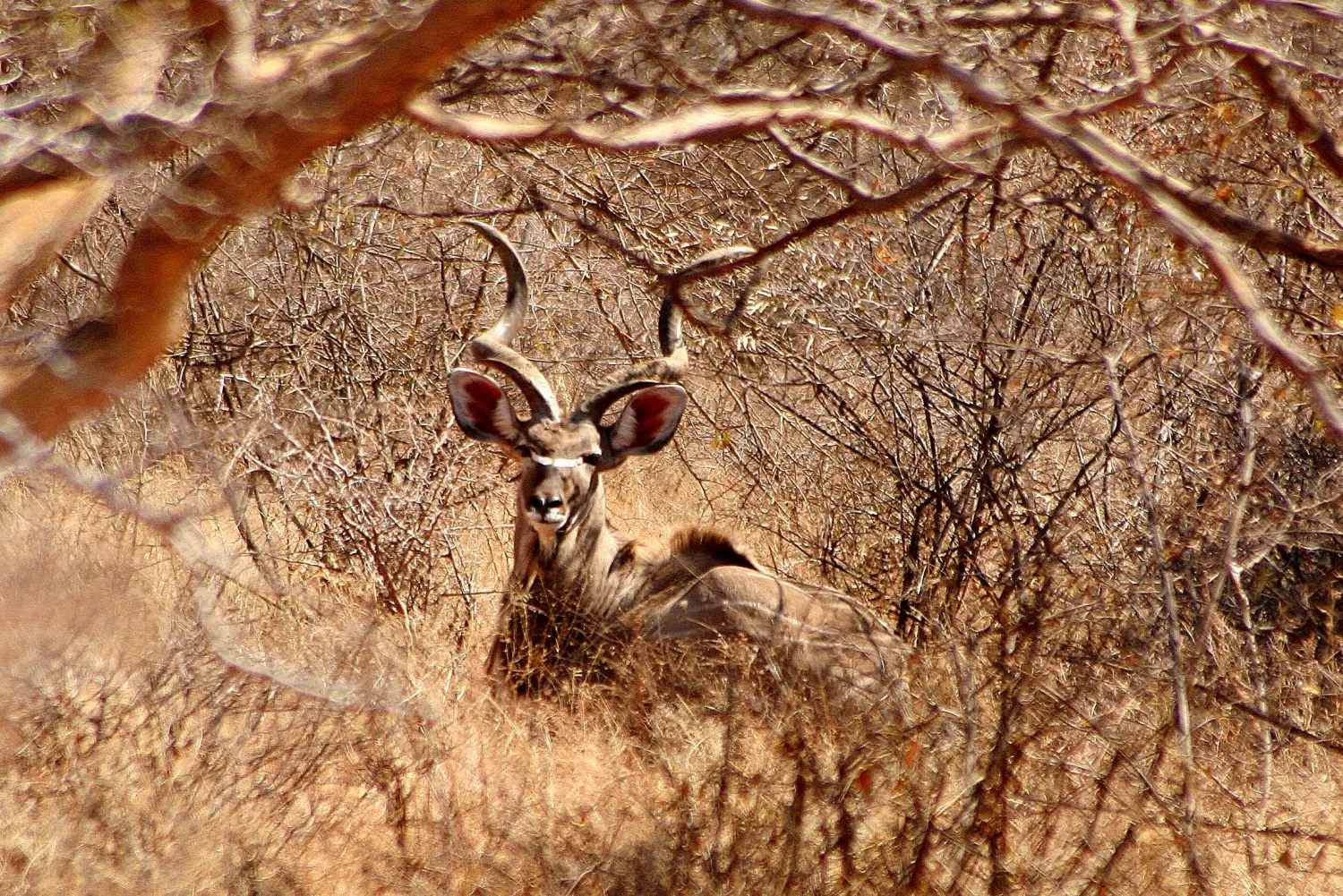 stevensford-game-reserve-lsrvi