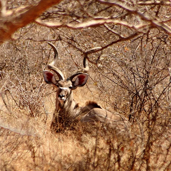 Stevensford Game Reserve