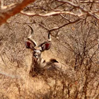 Stevensford Game Reserve