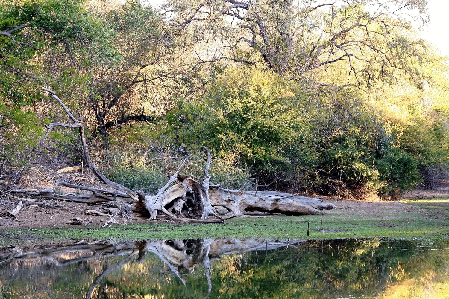 stevensford-game-reserve-xun63