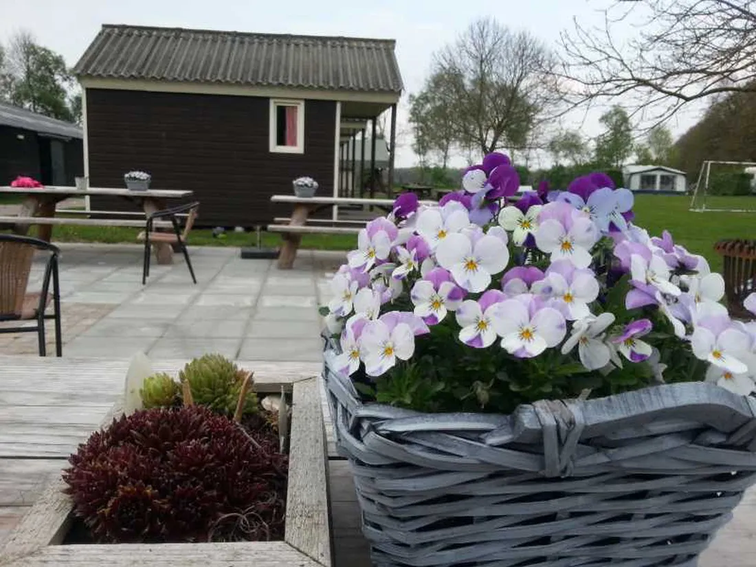 manege-knollegruun-schoonloo-kowbi