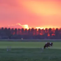 boerencamping-manuel-hoeve-aartswoud-ddpkr