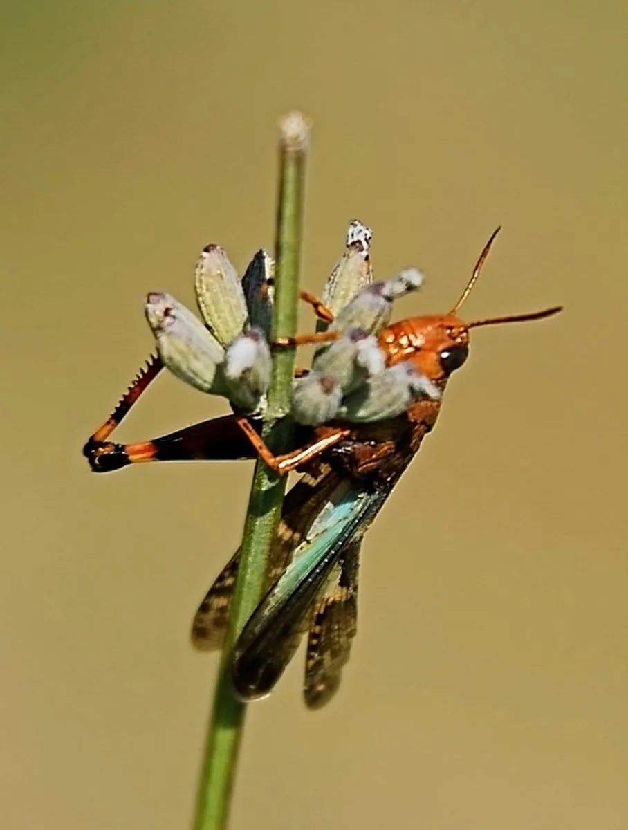 aire-naturelle-la-condamine-pontaix-ytihr