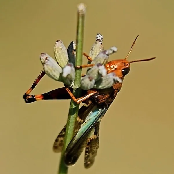 aire-naturelle-la-condamine-pontaix-ytihr