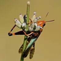 aire-naturelle-la-condamine-pontaix-ytihr