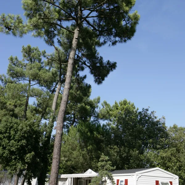 siblu-le-bois-dormant-st-jean-de-monts-vendee-6cqox