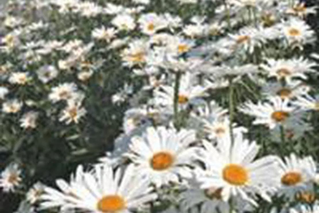 mother-iveys-bay-caravan-park-padstow-ttwoh