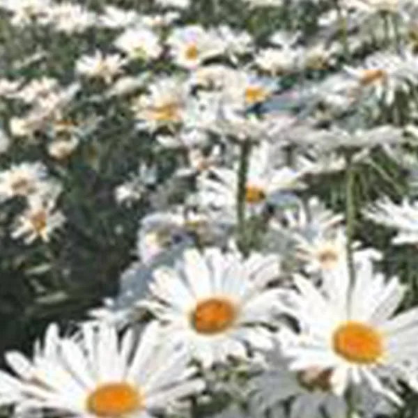mother-iveys-bay-caravan-park-padstow-ttwoh