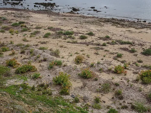 wallaroo-overnight-camping-area-campground-mount-palmer-qjdqh