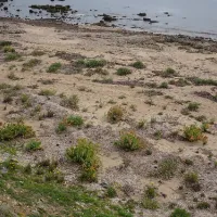 wallaroo-overnight-camping-area-campground-mount-palmer-qjdqh