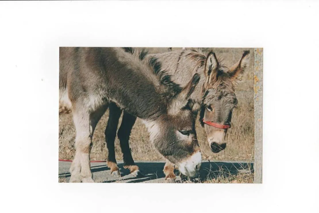 larca-di-noe-agricamp-gombola-di-polinago-y6b6m