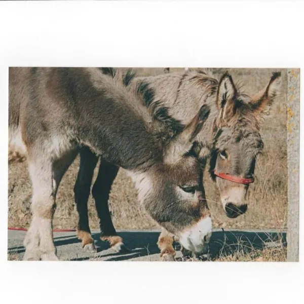larca-di-noe-agricamp-gombola-di-polinago-y6b6m