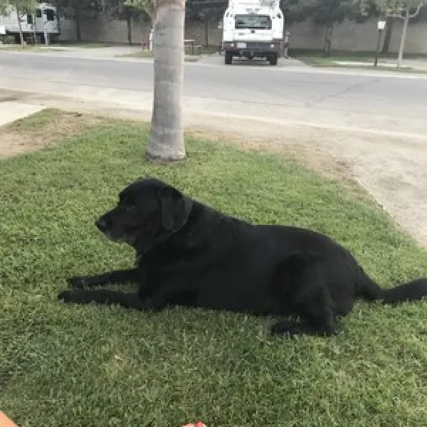 Bakersfield RV Resort
